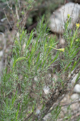 Ericameria linearifolia