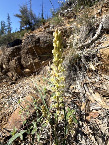 Hastingsia serpentinicola, photograph 5