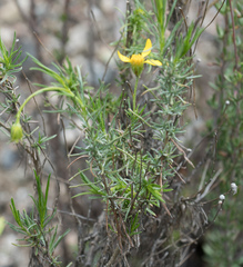 Ericameria linearifolia