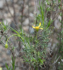Ericameria linearifolia