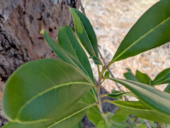 Cartrema americana