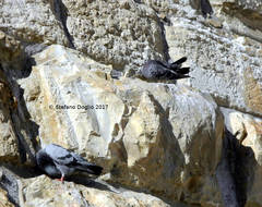 Columba livia domestica