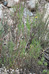 Ericameria linearifolia