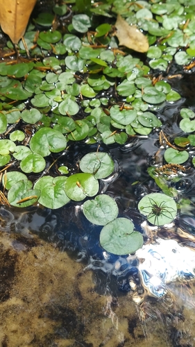 American frogbit (Limnobium spongia)