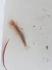 Ichthybotus hudsoni