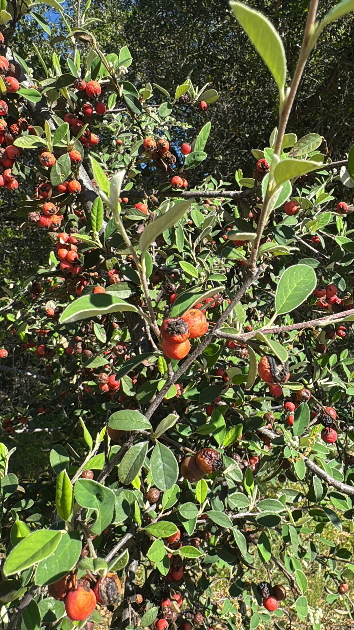 Silverleaf Cotoneaster (Cotoneaster pannosus)
