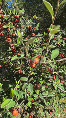 Silberblatt-zwergmispel (Cotoneaster pannosus)
