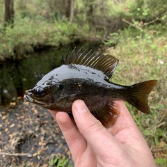 Lepomis macrochirus purpurascens