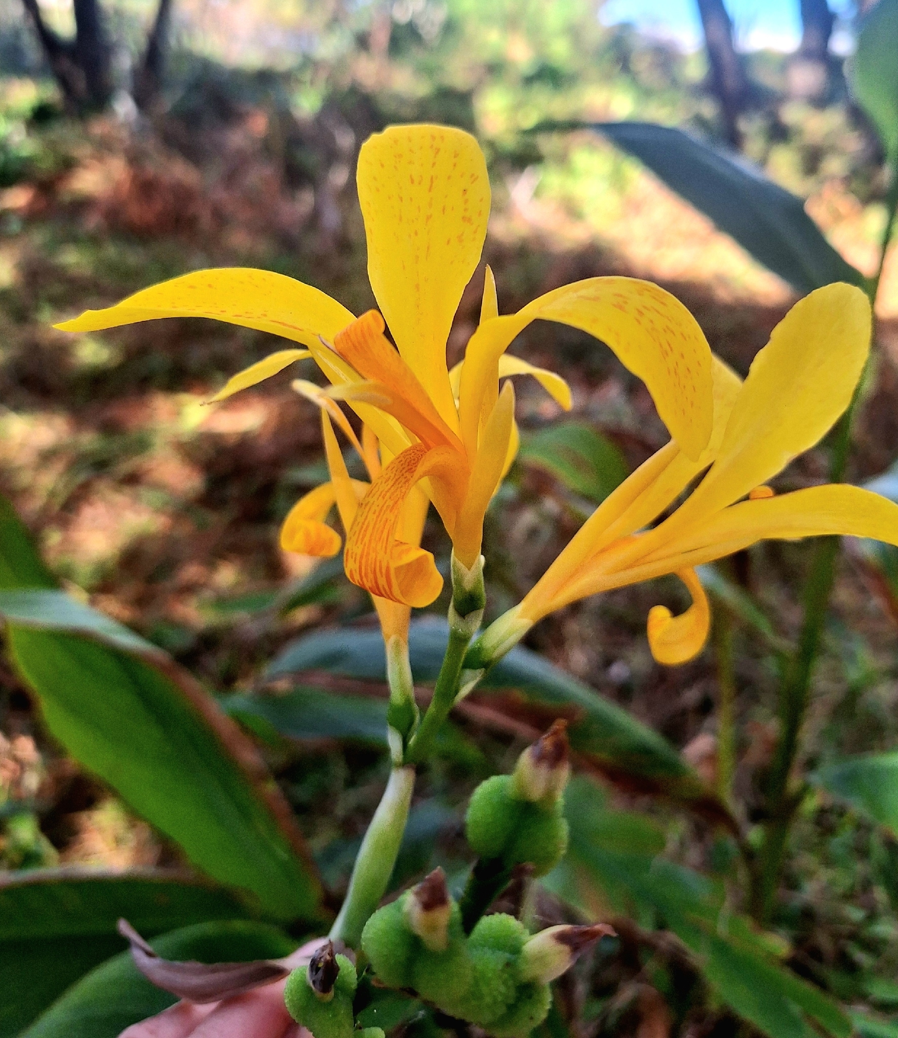 Indian Shot (Canna indica)