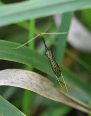 Brachypremna dispellens