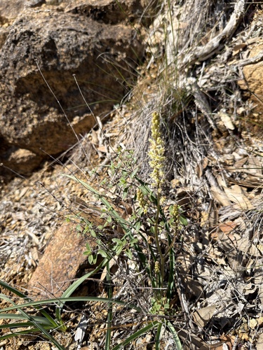 Hastingsia serpentinicola, photograph 6
