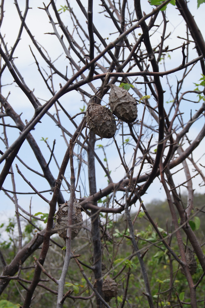 Luffa astorii (Luffa astorii)
