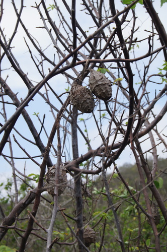 Luffa astorii (Luffa astorii)