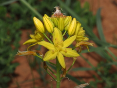 Bulbine fraseri