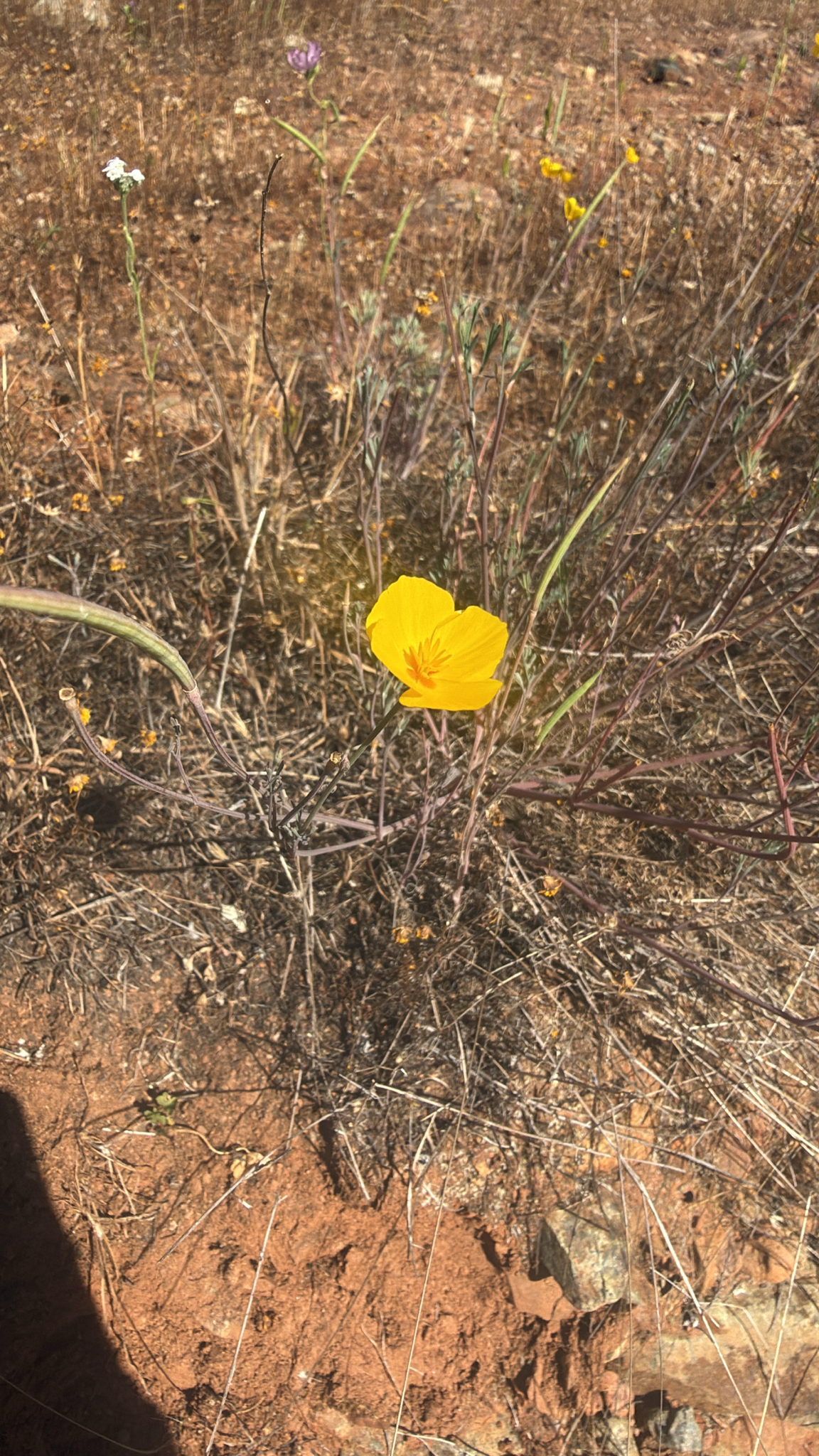 Tufted Poppy (Eschscholzia caespitosa)