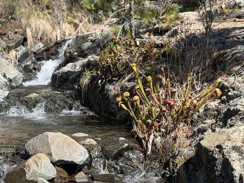 California pitcher plant (Darlingtonia californica)