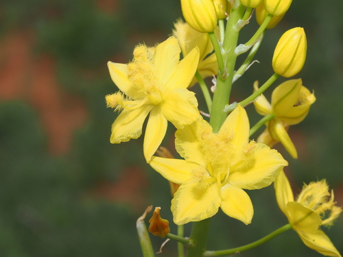 Bulbine fraseri