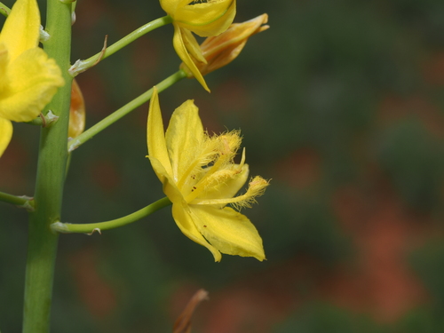 Bulbine fraseri