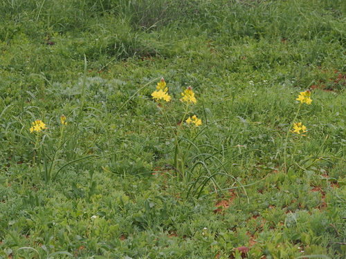 Bulbine fraseri
