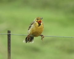Macronyx capensis colletti