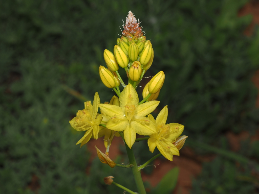 Bulbine fraseri, along Menindee Road, southeast of Broken Hill, New South Wales