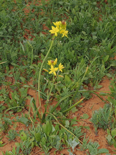 Bulbine fraseri