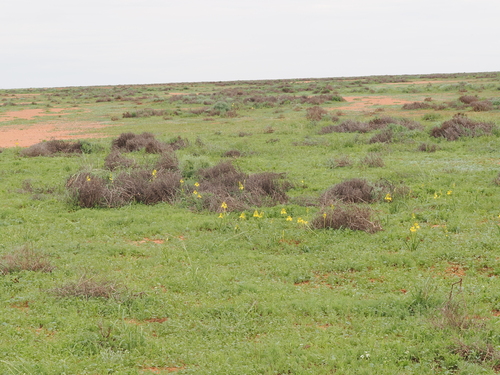 Bulbine fraseri