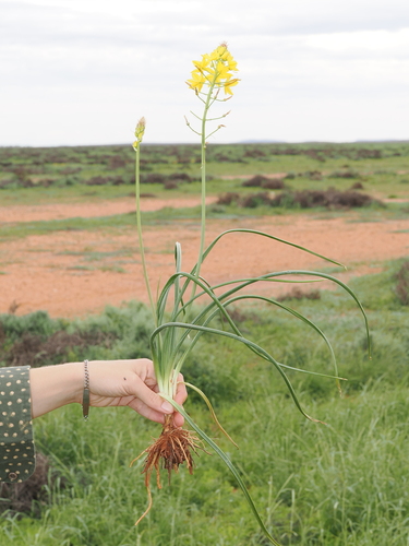 Bulbine fraseri