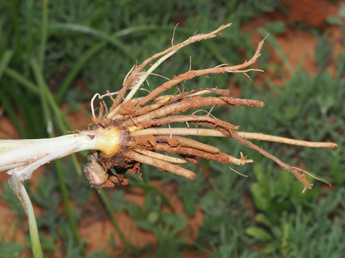 Bulbine fraseri