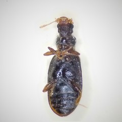 Cartodere constricta