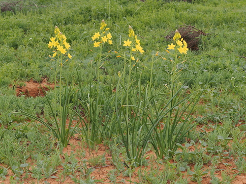 Bulbine fraseri