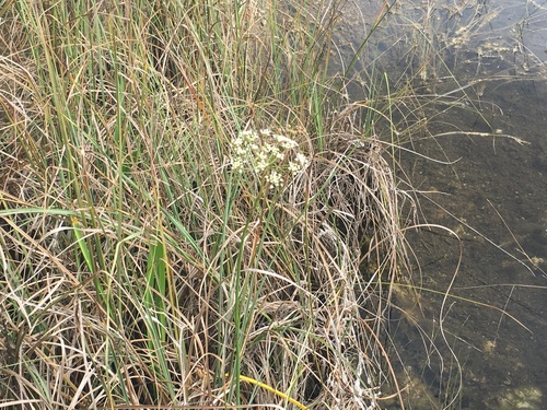 Water Cowbane (Tiedemannia filiformis)