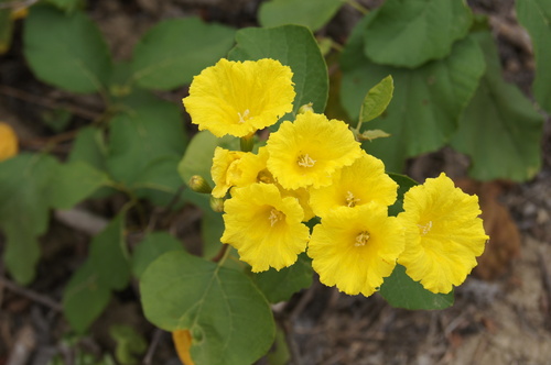 yellow geiger (Cordia lutea)