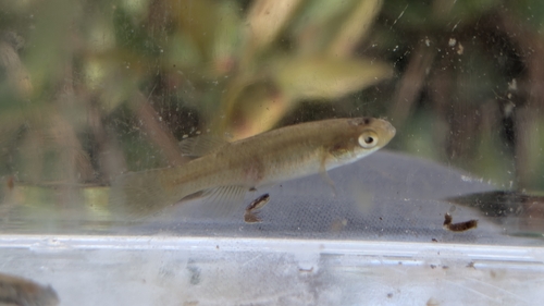 Banded topminnow (Fundulus cingulatus) — Fundulidae — 3