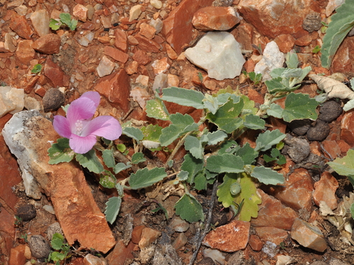 Hibiscus sturtii, photograph 6