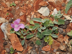 Hibiscus sturtii, photograph (c) Thomas Mesaglio, some rights reserved (CC BY)