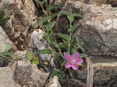 Hibiscus sturtii, photograph (c) Thomas Mesaglio, some rights reserved (CC BY)