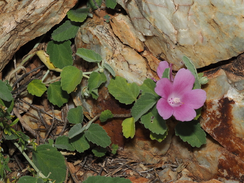 Sturt's Hibiscus (Hibiscus sturtii)