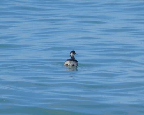 iNaturalist: (c) Елена Шубенкина, some rights reserved (CC BY-NC), uploaded by Елена Шубенкина iNaturalist image