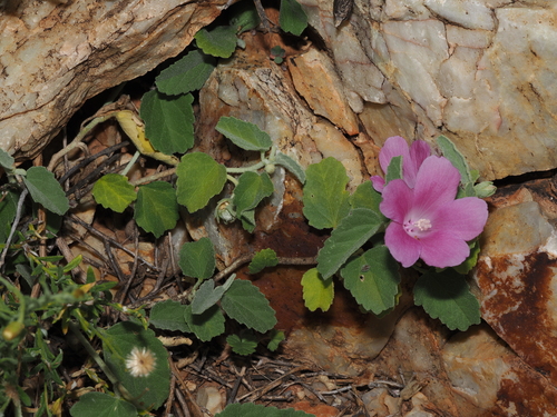 Hibiscus sturtii