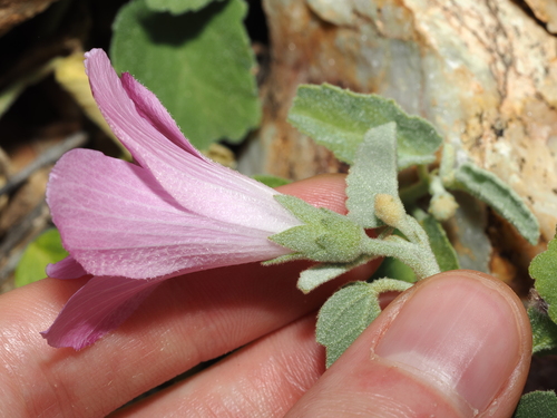 Hibiscus sturtii, photograph 3