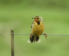 Macronyx capensis colletti