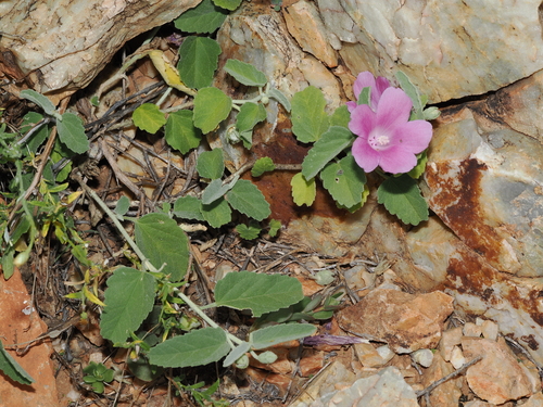 Hibiscus sturtii, photograph 4