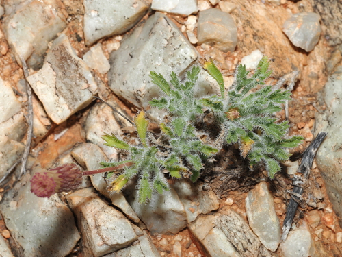 Silverton Daisy (Ixiochlamys cuneifolia)