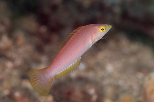 Pseudojuloides observed 2026-04-04