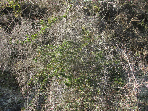 Matagouri (Discaria toumatou)