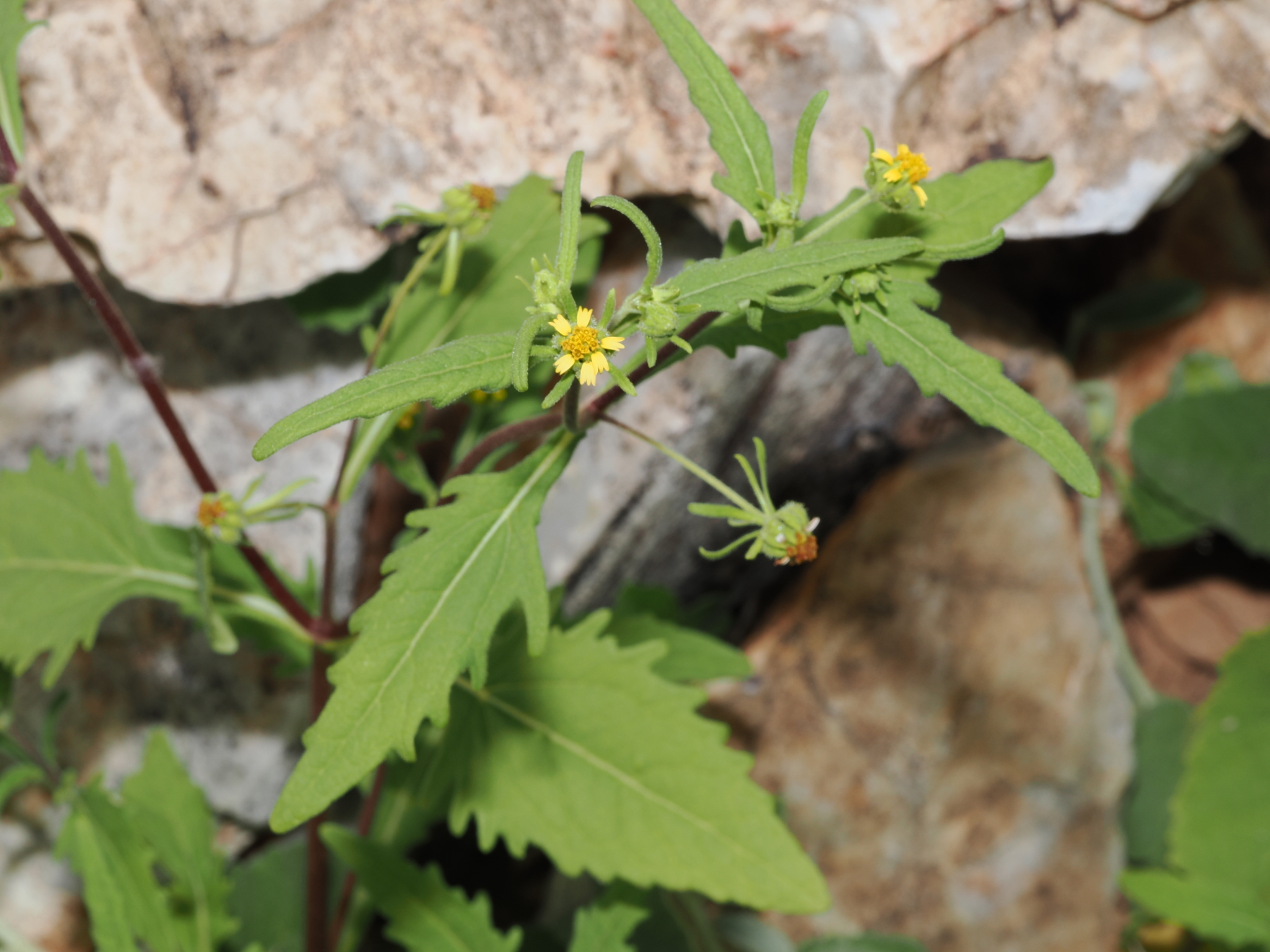 Sigesbeckia australiensis