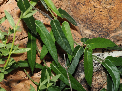 gargaloo (Parsonsia eucalyptophylla)