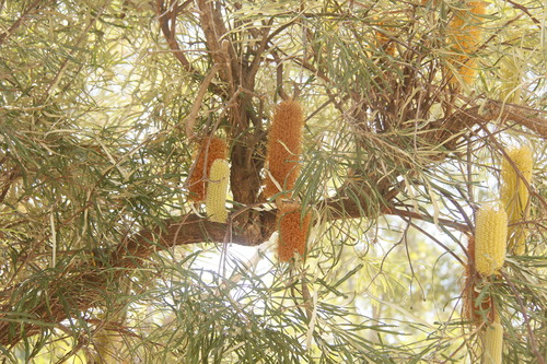 Swamp Banksia (Banksia littoralis)