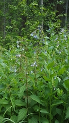 Mertensia paniculata